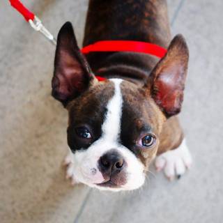 National Puppy Day 2018 wallpaper