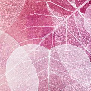 Transparent wallpaper