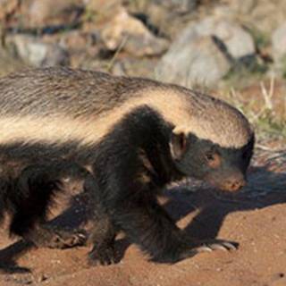 Honey badger wallpaper