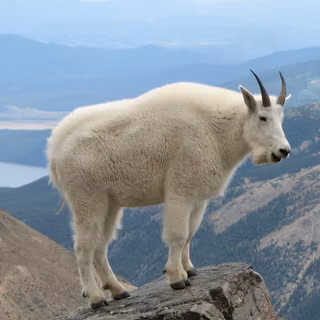 Mountain goat wallpaper