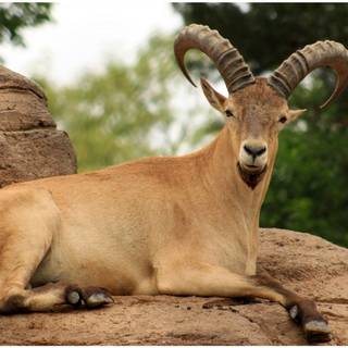 Mountain goat wallpaper