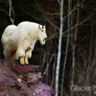 Mountain goat wallpaper
