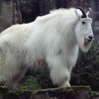 Mountain goat wallpaper