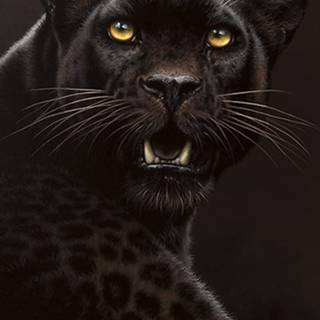 Black cheetah wallpaper
