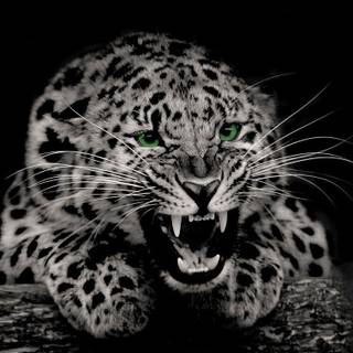 Black cheetah wallpaper