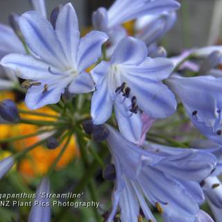 Agapanthus wallpaper