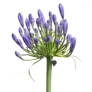 Agapanthus wallpaper