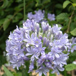 Agapanthus wallpaper