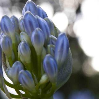 Agapanthus wallpaper