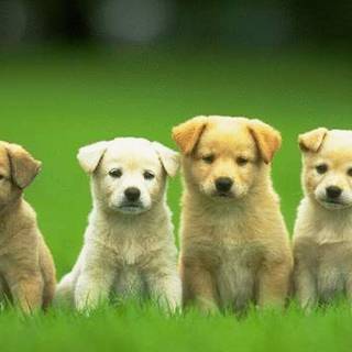 Puppy HD wallpaper