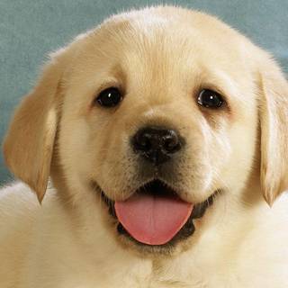 Puppy HD wallpaper