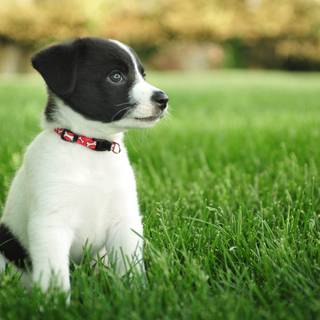 Puppy HD wallpaper