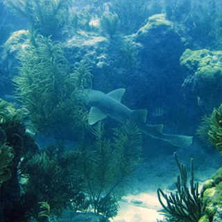 Biscayne National Park wallpaper