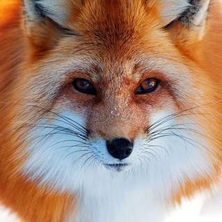 Cute fox wallpaper