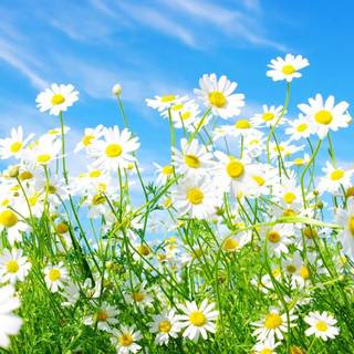 Spring flowers 2018 wallpaper