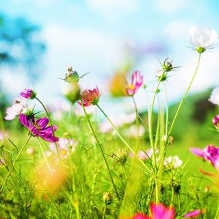 Spring flowers 2018 wallpaper