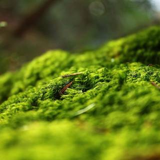 CB background wallpaper