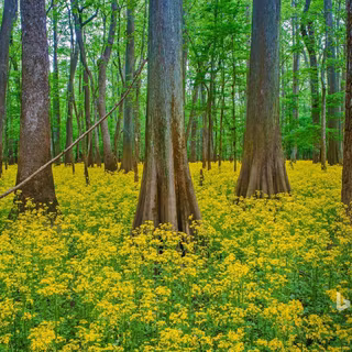 Congaree National Park wallpaper