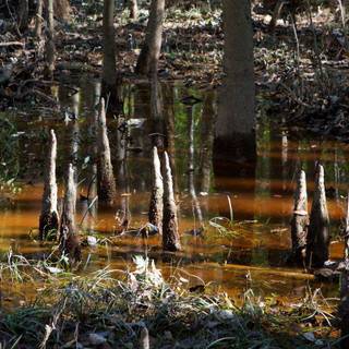 Congaree National Park wallpaper