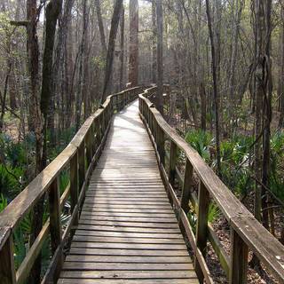 Congaree National Park wallpaper