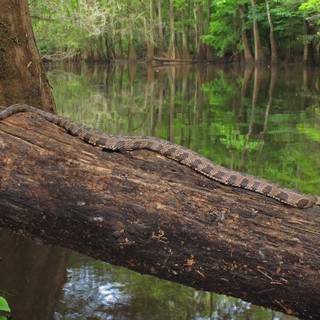 Congaree National Park wallpaper