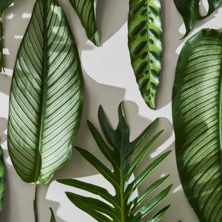 Palm leaves wallpaper
