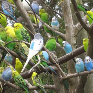 Budgerigar wallpaper