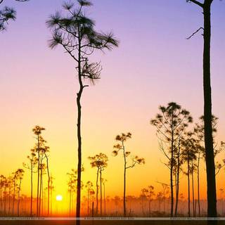 Everglades National Park wallpaper