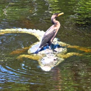Everglades National Park wallpaper