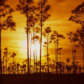 Everglades National Park wallpaper