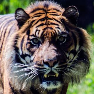 Angry tiger wallpaper