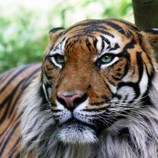 Angry tiger wallpaper