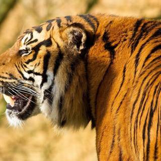 Angry tiger wallpaper