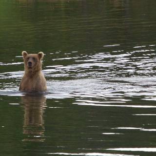 Katmai National Park and Preserve wallpaper