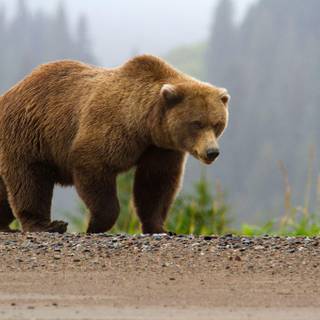 Katmai National Park and Preserve wallpaper