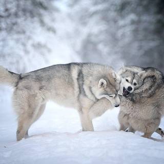 Huskies dogs in winter wallpaper