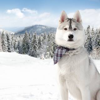 Huskies dogs in winter wallpaper