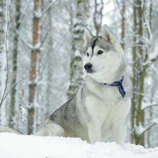 Huskies dogs in winter wallpaper