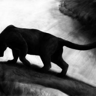 Black panther animal wallpaper