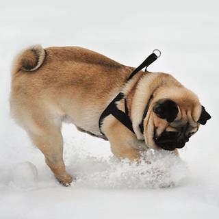 Dabbing Pug wallpaper