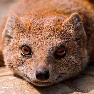 Mongoose wallpaper