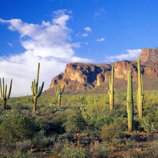 Saguaro National Park wallpaper