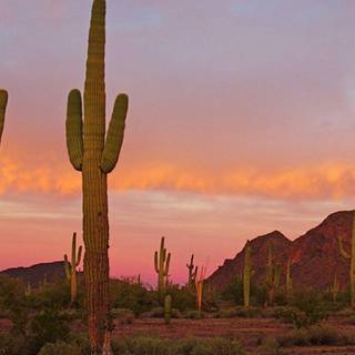 Saguaro National Park wallpaper