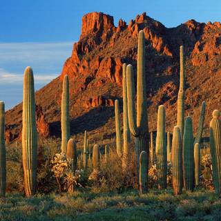 Saguaro National Park wallpaper