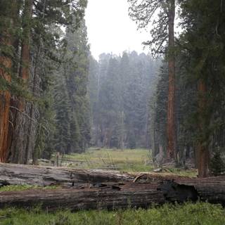 Sequoia National Park wallpaper