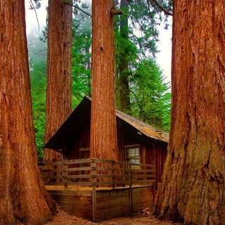 Sequoia National Park wallpaper