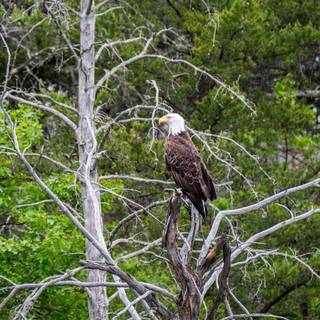 Voyageurs National Park wallpaper