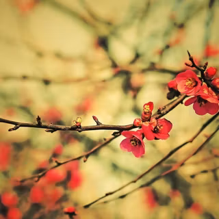 Lovely twig wallpaper