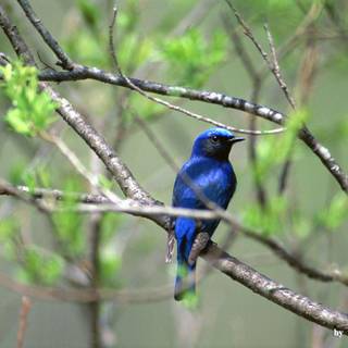 Lovely twig wallpaper