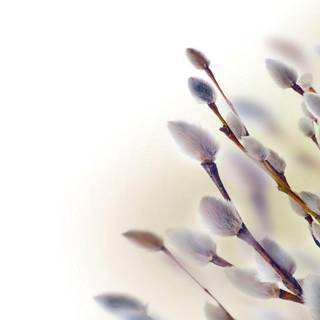 Lovely twig wallpaper